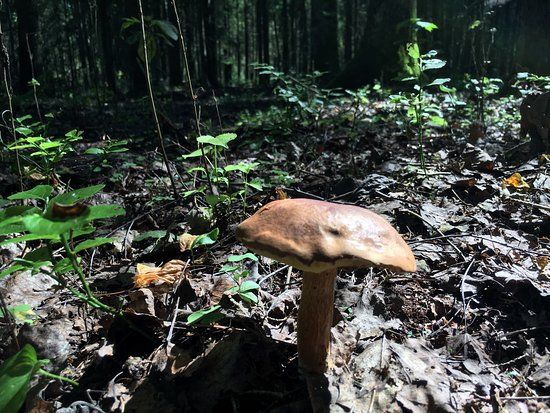 Lesniczówka Grzędy